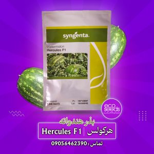 بذر هندوانه هرکولس سینجنتا | رقم هیبرید کریمسون سوئیت با عملکرد بالا