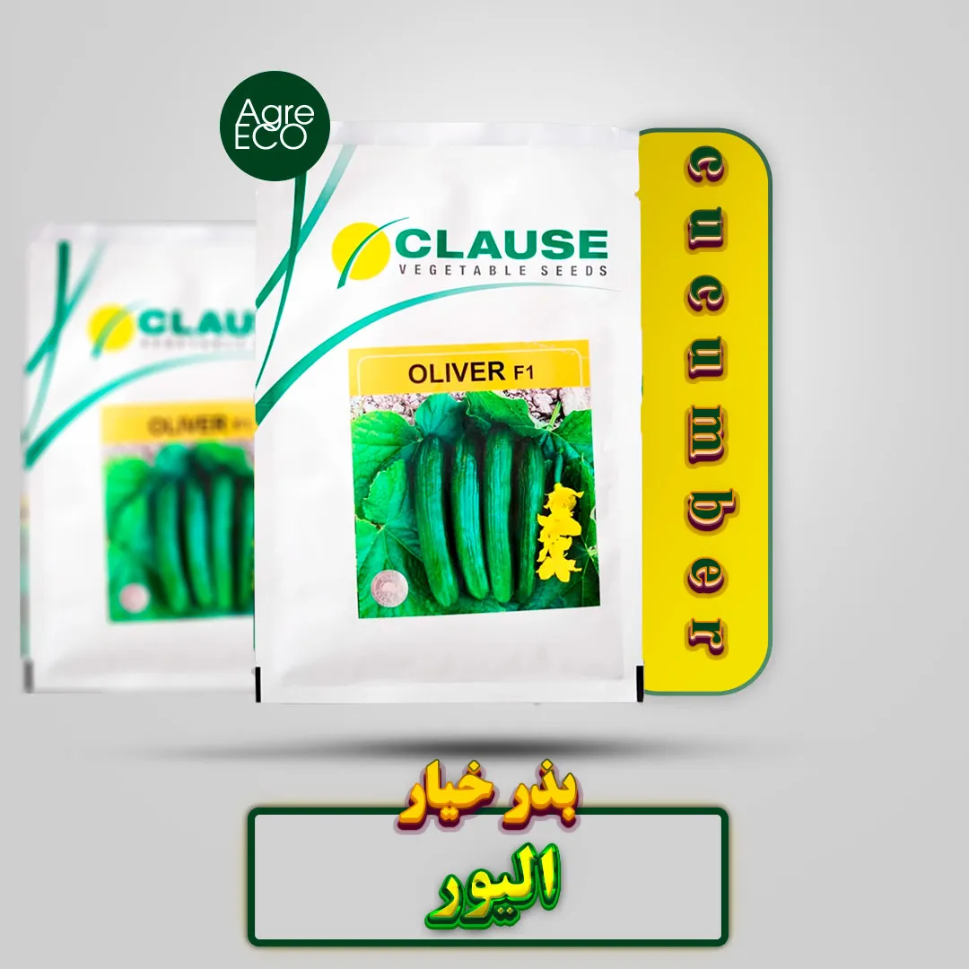 بذر خیار الیور کلوز